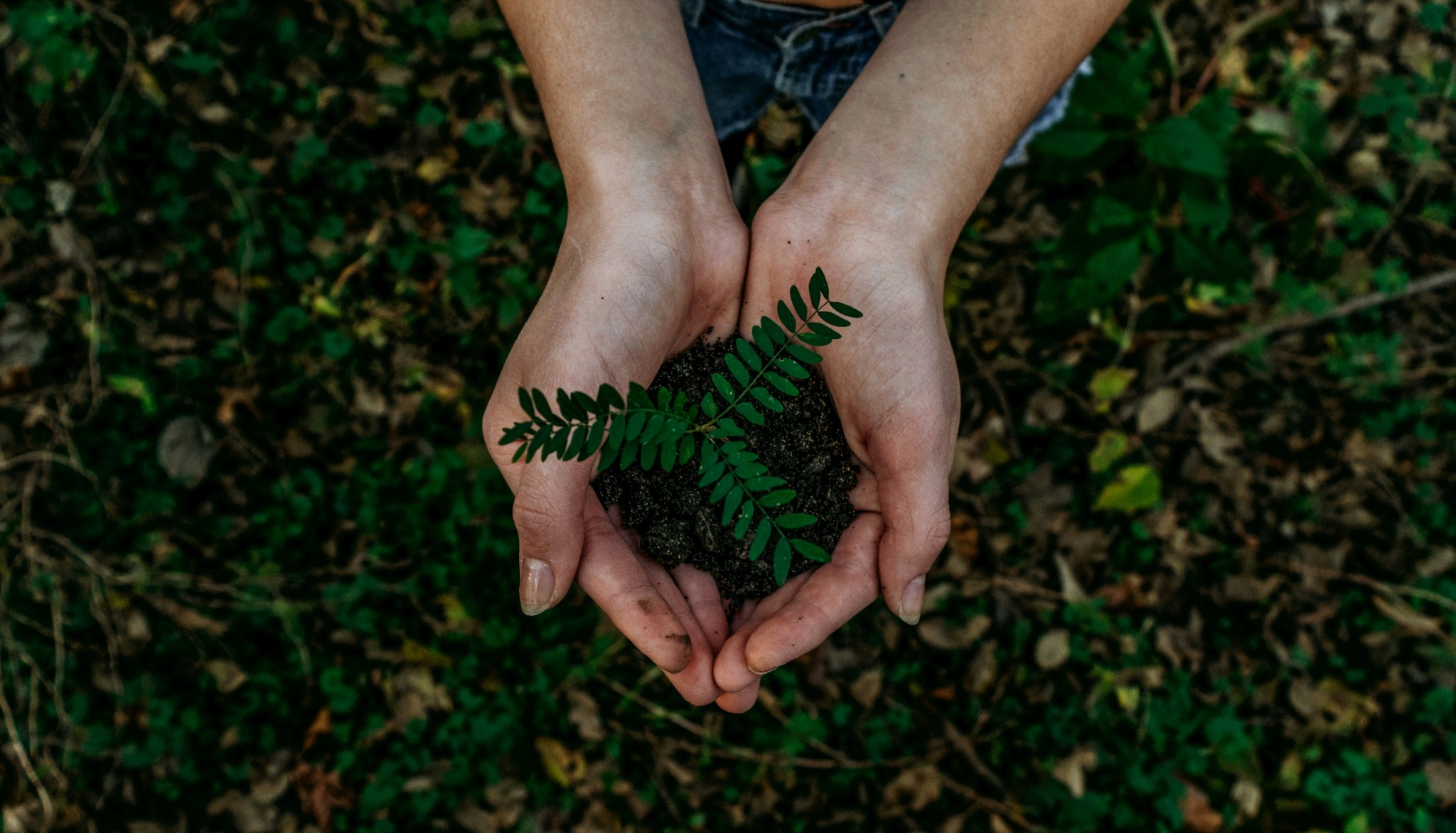 Organics and Composting Guide: Food Waste, Garden Waste, FOGO and Soil Health